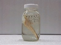 藏品(五眼斑鮃)的圖片